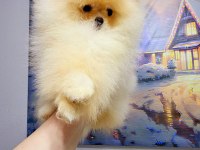 4 Aylık Üst Düzey Dişi Pomeranian Yavrum
