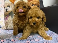 Teacup Mikro Maltipoo