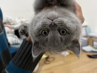 Ayı Surat British Shorthair