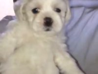 Maltese terrier orijinal yavrular