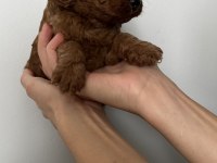 Dişi Ve Erkek Toy Poodle Yavruları