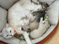 Güzel British Shorthair Bebeklerim Teslime Hazır