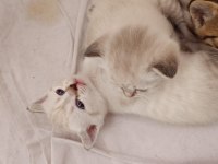 British Shorthair Yavrular Yeni Yuvayı Bekliyor!