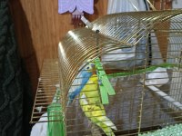 Genç Çift Muhabbet Kuşu