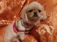 İmperyal Pekinez Köpeği Yavrularımız