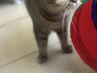 Sakin Ve Uyumlu British Hera’ya Yeni Yuva Arıyoruz