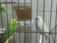 5 Adet Muhabbet Kuşu 2 Takım Var Bir Adet Tek Dişi Var