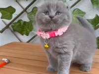 2.5 Aylık Dişi Scottish Fold Ayıcık Suratlı