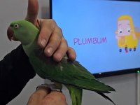 8 Aylık Full Evcil Alexander