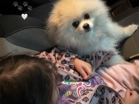 Pomeranian ayı surat köpeğimiz