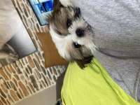3 Aylık Shih Tzu Erkek