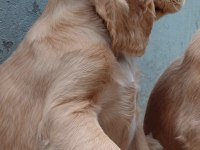 A Kalite Amerikan Cocker