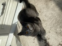 British Shorthair Dişi Uyguna Bırakacağım