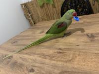 Full Evcil İskender Papağanı Isırmaz Ele Kola Gelir Konulmaya Başladı