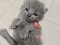 British Shorthair Ve Scottish Fold Yavrular
