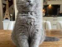 Beklenen İlan Açıldı A+ Brıtısh Shorthair Yavrular