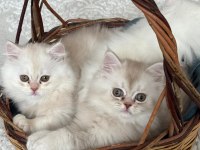 British Longhair Bebeklerimize Yuva Arıyoruz