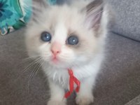 Son bir safkan ragdoll