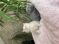 British Shorthair Son Yavru Lilac