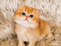 Golden British Yavru Kedilerimiz