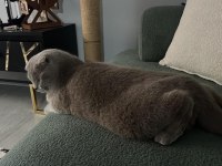 4 Yaşında Uysal Sevimli Scottish Fold