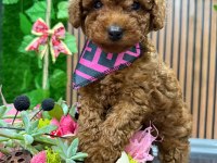 Anne altından toy poodle da kampanya