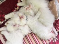 Oyuncu safkan iran kedisi bebekler