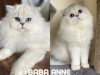 Yakışıklı British Longhair Oğlum Lukas