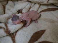 Şecereli Annenin Tatlı Elf Sphynx Yavruları