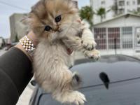 Saf Golden Ny11 & Silver Ns11 Scottish Fold