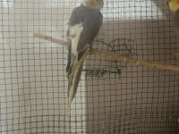 Yavru Sultan Papağanlarımız