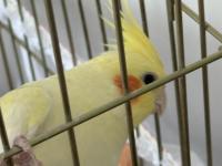 8 Aylık Sultan Papağanı Kafesi Ve Malzemeleriyle