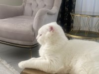 Scottish Fold Erkek Kedime Dişi Kedi Arıyorum