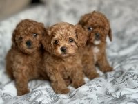 Toy poodle köpeği