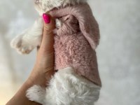 Dünya Tatlısı Terrier Yavruları