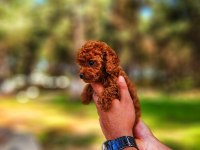 Toy Poodle Mı İstemiştiniz