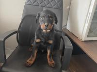 Harika macar rottweiler yavru