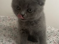 British shorthair 2 aylık