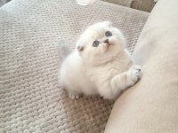 Scottish Fold Lynx Point Top Kafa