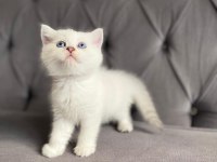 Safkan Ns1133 Silver British Bebekler