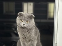 Scottish Fold Oğlum Aileye Verilecek