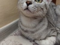 5 Aylık British Shorthair