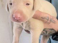 Pink Doberman Yavrularımız Almanyadan İthal Üst Kalite