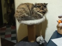 Exotic longhair 3 yaşında