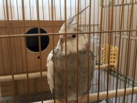 Wifi Sultan Papağanı