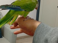 8 aylık evcil monk papağanı mırıldanmaya başladı