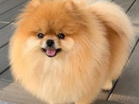Orjinal pomeranian boo köpekler