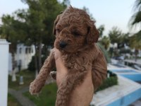 Sevimli Poodle Dişi Ve Erkek Yavrularımız