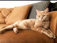 Acil Yuva Aranıyor Bir Dişi Bir Kısır Erkek British