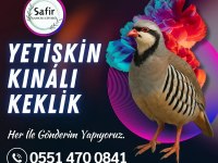 Damızlık keklik sahiplenmek için iletişime geçebilirsiniz